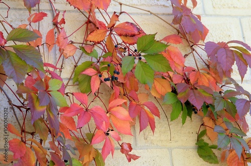 Red leaves and berries of Parthenocissus quinquefolia in the autumn park photo