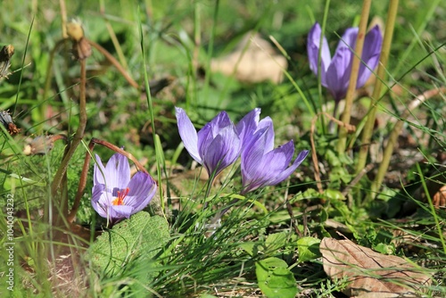 Delicate purple flowers of Crocus pallasii close-up 