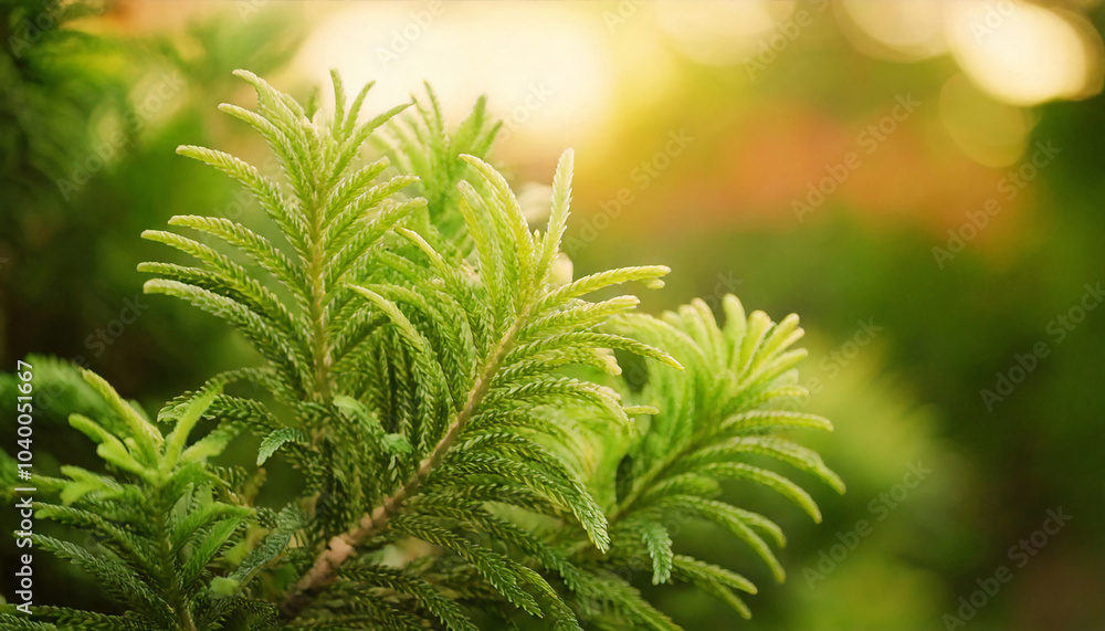 Fototapeta premium botanical retro vintage