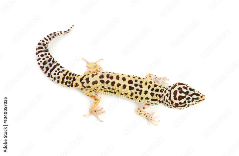 One beautiful gecko isolated on white, top view One beautiful gecko isolated on white, top view