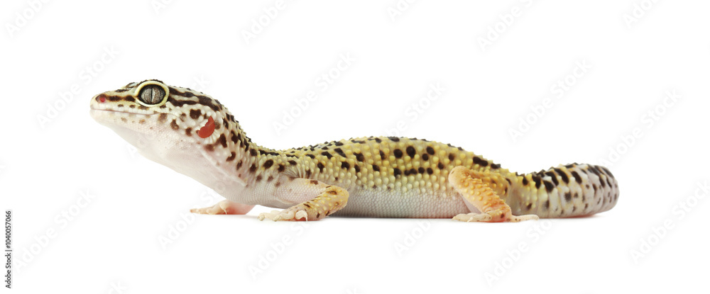 One beautiful gecko isolated on white. Exotic pet