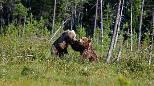 Yearling brown bear cubs in Finland