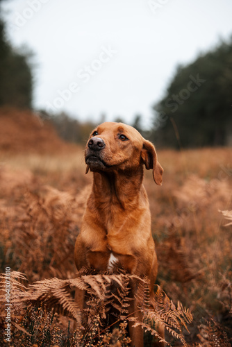 Brown dog sitting in ferns, autumn woodland pet scene