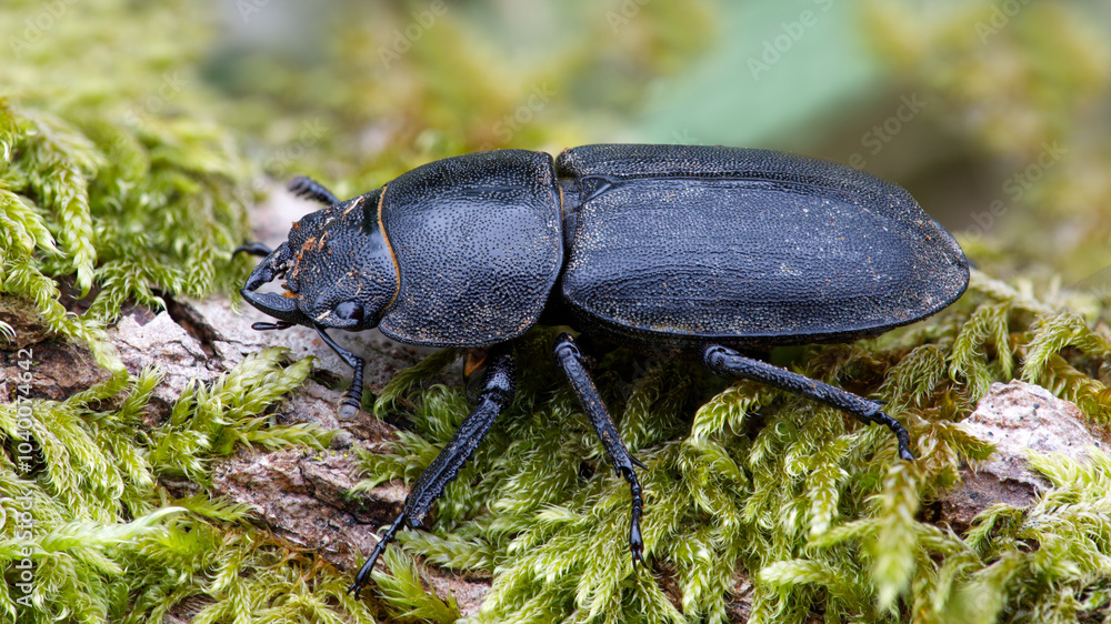 Kleiner Rehschröter - Platycerus caraboides Kleiner Rehschröter - Platycerus caraboides