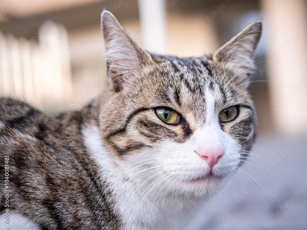 close up portrait of a cat in front of building close up portrait of a cat in front of building