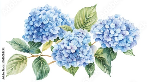A watercolor illustration of blue hydrangea flowers and leaves.