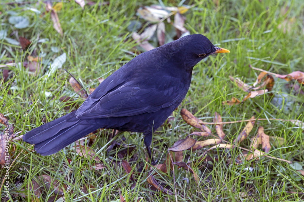 Fototapeta premium A black bird sitting on the grass. Common blackbird (Turdus merula).