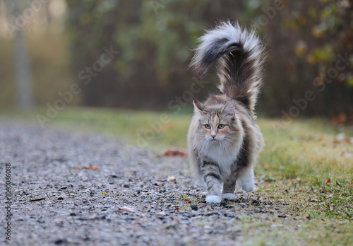 Young tortoiseshell Norwegian forest cat female walking on a road photo