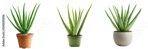 Set of a single aloe vera plant isolated on transparent background