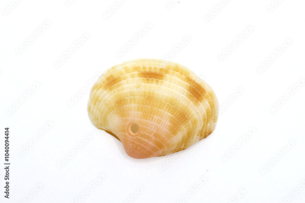 Beautiful Sea shell photograph isolated on a white background, Common empty cockle shells, Shell isolated on white background, sea shell of common cockle, clam mollusk shell, scallop design element Beautiful Sea shell photograph isolated on a white background, Common empty cockle shells, Shell isolated on white background, sea shell of common cockle, clam mollusk shell, scallop design element