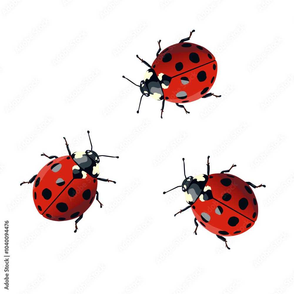 Fototapeta premium ladybug on white