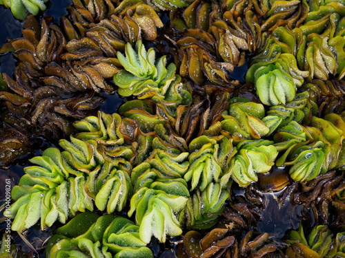 Salvinia cucullata weed in the river photo