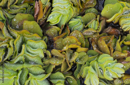 Salvinia cucullata weed in the river photo