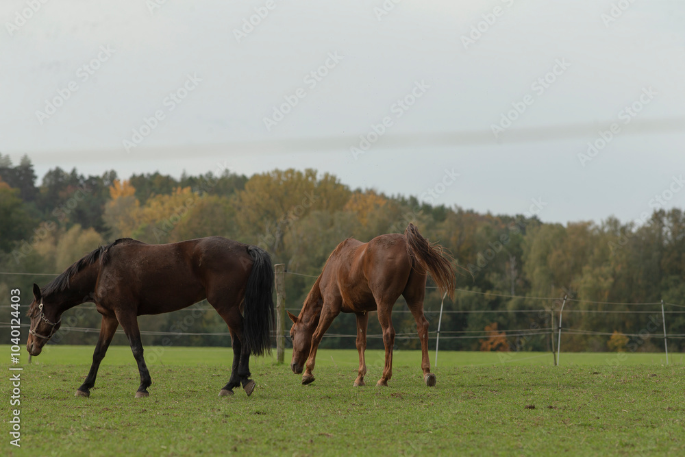 Obraz premium In a beautiful grassy field, two horses are peacefully grazing, enjoying the warmth of the sun and the fresh, lush grass around them