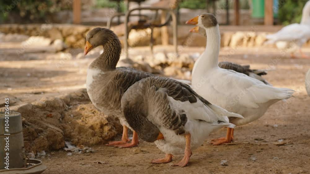A small group of geese, both gray and white, stands together in an outdoor enclosure. The geese are relaxed, with scattered feathers on the dry ground, and a rustic environment in the background. A small group of geese, both gray and white, stands together in an outdoor enclosure. The geese are relaxed, with scattered feathers on the dry ground, and a rustic environment in the background.