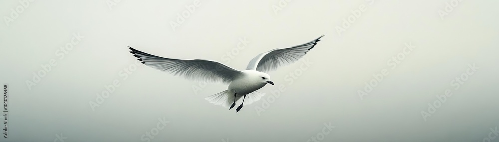 Fototapeta premium A lone, white bird flying in a pale, empty sky