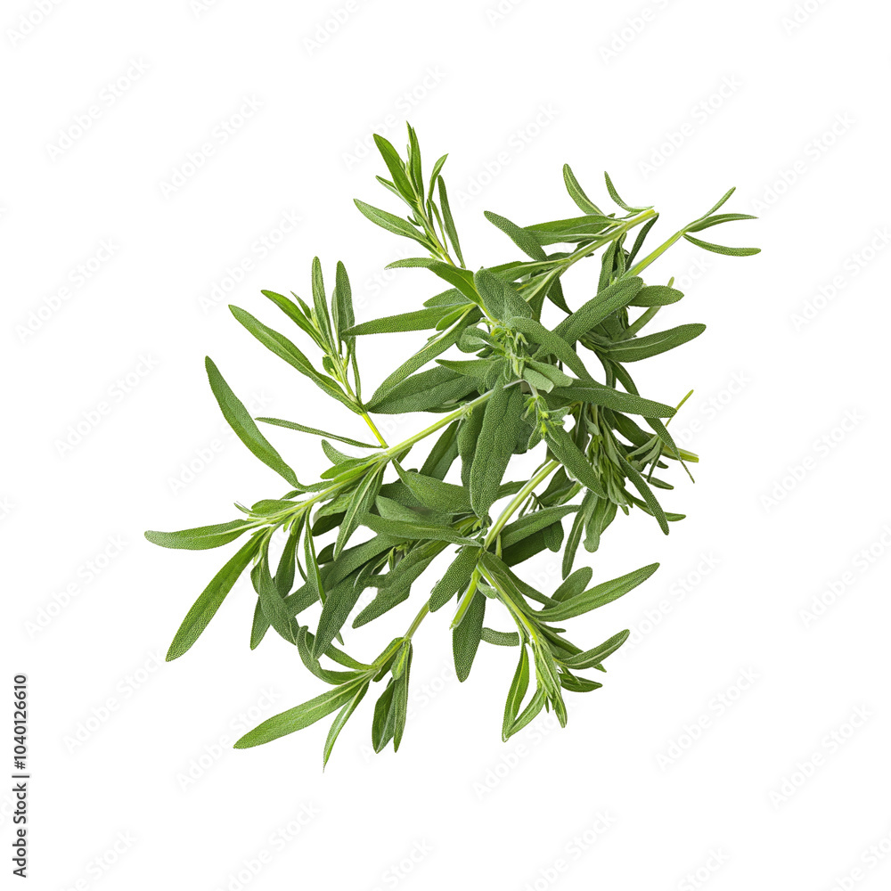 Naklejka premium Fresh Green Tarragon Sprigs Isolated on White Background