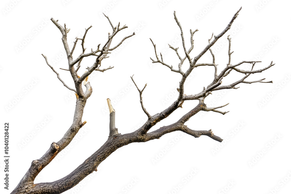 Dry tree twigs isolated on white for nature concepts Dry tree twigs isolated on white for nature concepts