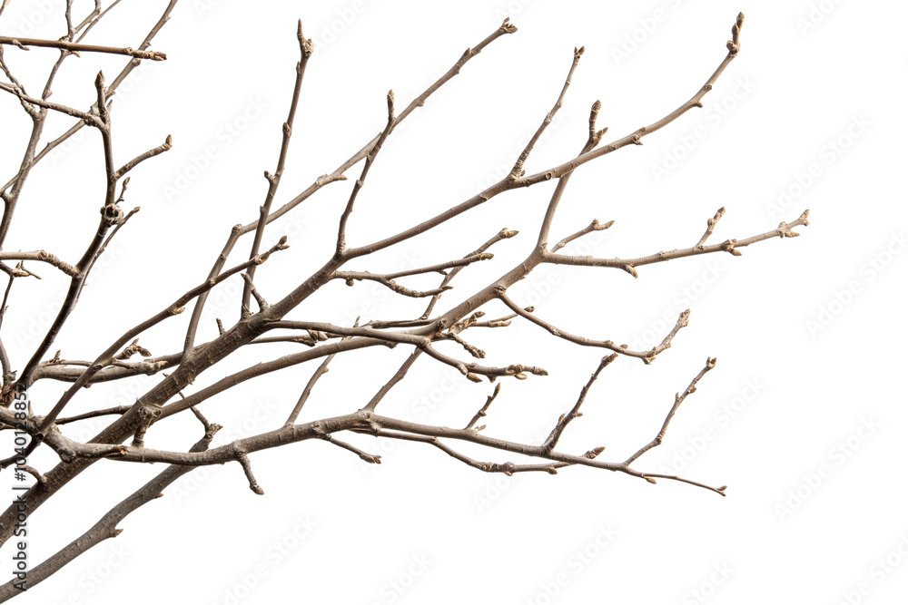 Rustic dry tree branches on transparent background Rustic dry tree branches on transparent background