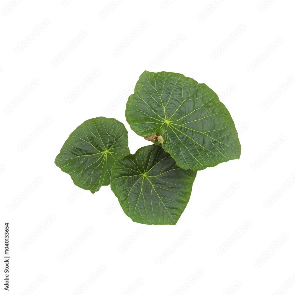 Lush Green Leaves with Veins on White Background Lush Green Leaves with Veins on White Background