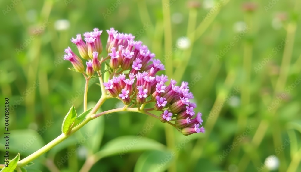 Vibrant purple wildflowers in a lush green field Vibrant purple wildflowers in a lush green field