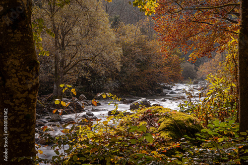 Autumn river flowing through a forest with colorful foliage. Sunlight highlights the moss-covered rocks and leaves. Perfect for nature, autumn, serenity, and landscape themes