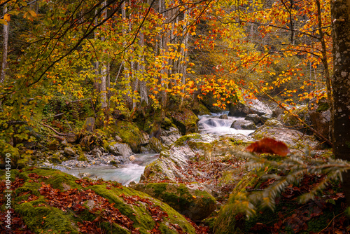 Autumn forest stream with vibrant foliage. The flowing water winds through moss-covered rocks, creating a serene and colorful scene. Perfect for nature, autumn, and tranquility themes