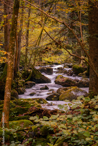 Serene forest stream flowing over mossy rocks in autumn. The vibrant foliage creates a peaceful scene, ideal for nature, autumn, and landscape themes