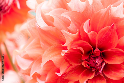 close up vibrant pink dahlias in a garden, background and texture photo