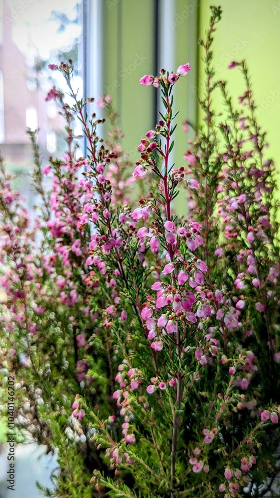 Pink heather flowers against a window. London, UK Pink heather flowers against a window. London, UK