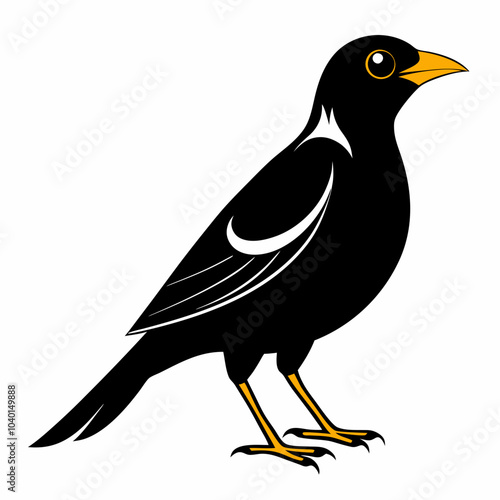 vector silhouette of mynah with white background