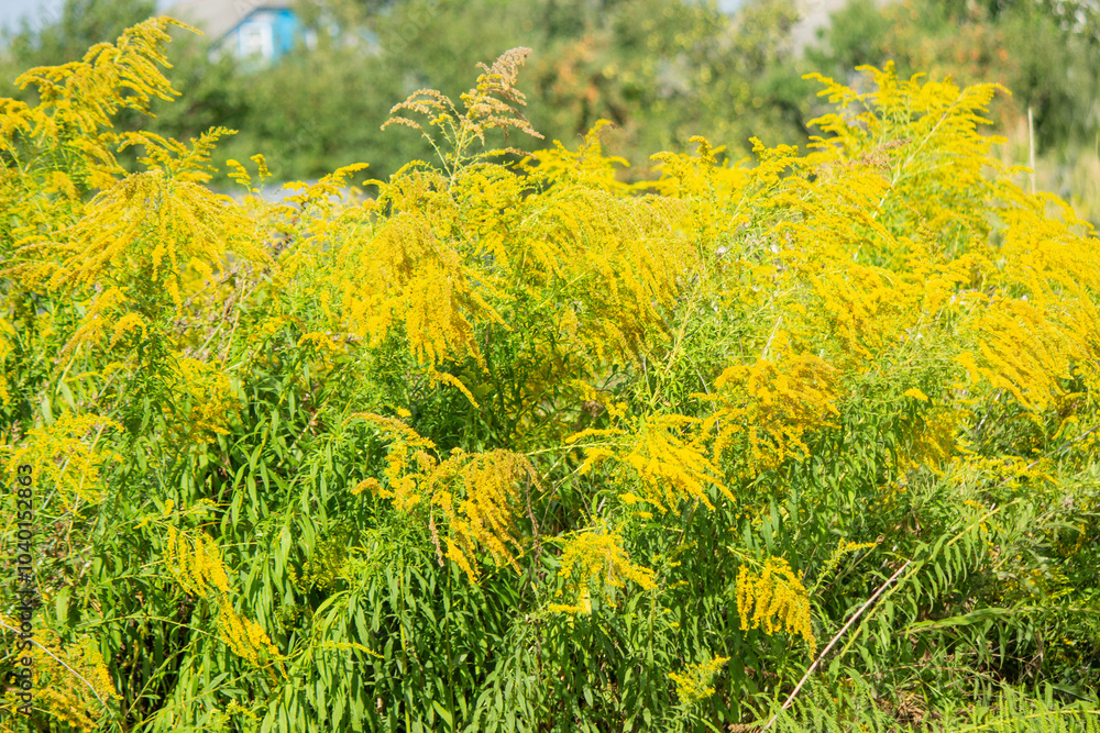 Obraz premium the child sneezes into a napkin, allergic to ragweed. selective focus