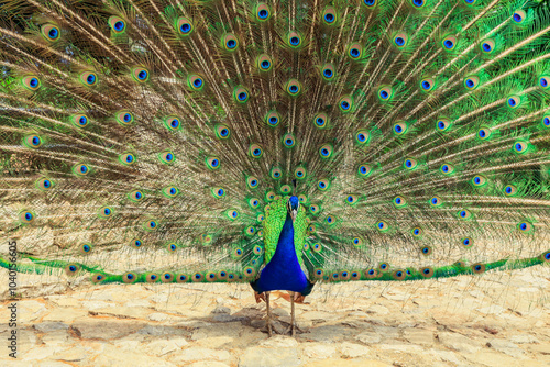 A vibrant peacock displays its colorful plumage in a natural setting showcasing its stunning tail feathers amidst lush greenery photo