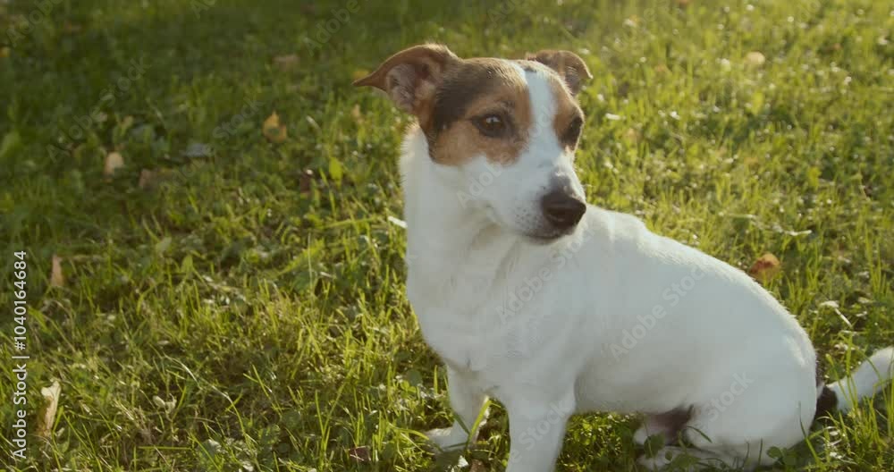 Playful Jack Russell Terrier enjoys relaxing on a grassy field while basking in the warm sunlight above