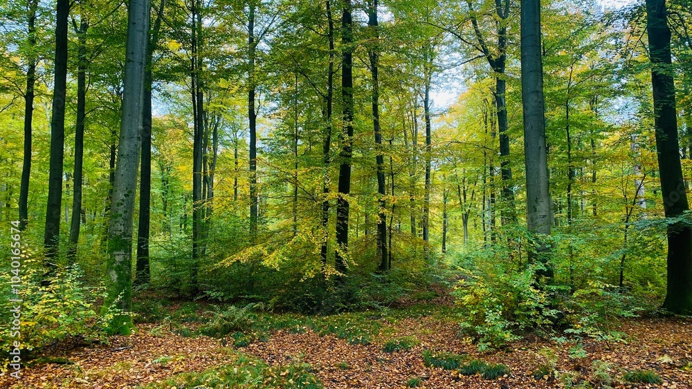 Fototapeta premium Path to the wood #6