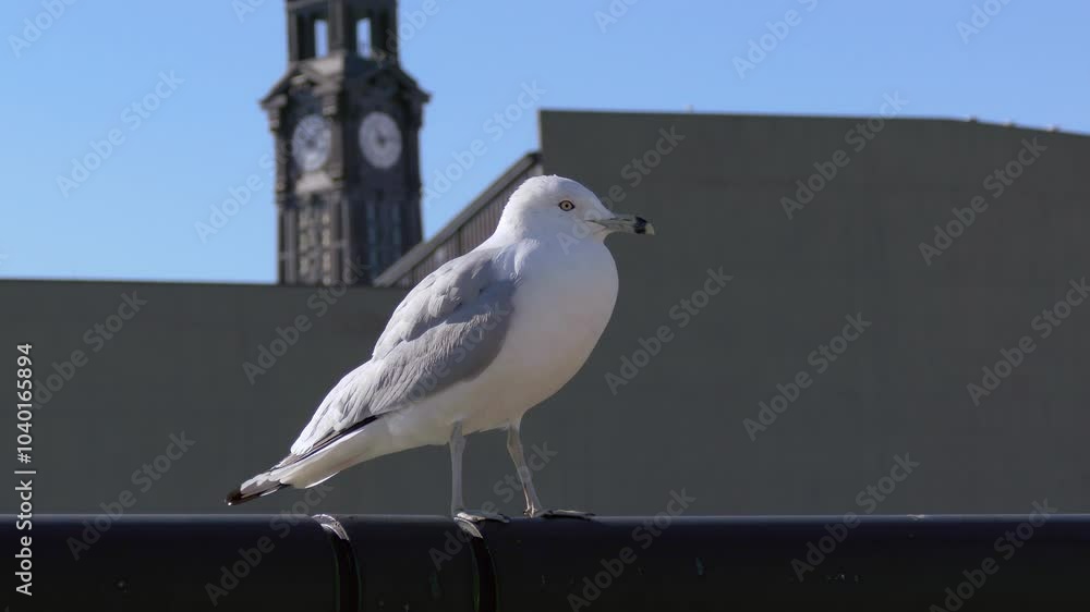 A Seagull at Pier A Park Pergola and Hoboken Terminal Watchtower at Background A Seagull at Pier A Park Pergola and Hoboken Terminal Watchtower at Background