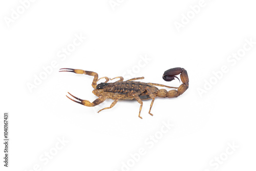 Dangerous Venomous insects. Chinese striped bark scorpion or Vietnamese brown scorpion - Lychas mucronatus isolated on white background.