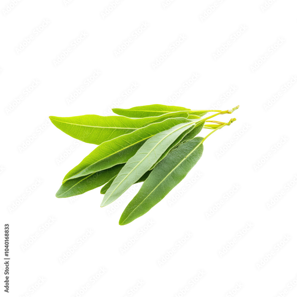 Obraz premium Fresh Green Leaves Branch Isolated on White Background