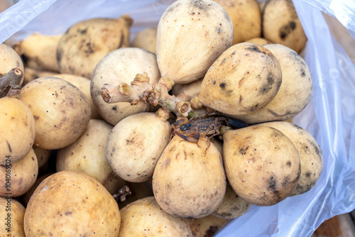 Warning! Beware of Venomous insects that come with fruit in the rainy season. Small Scorpion Lychas mucronatus attached to Long kong bunch bought from the market. photo