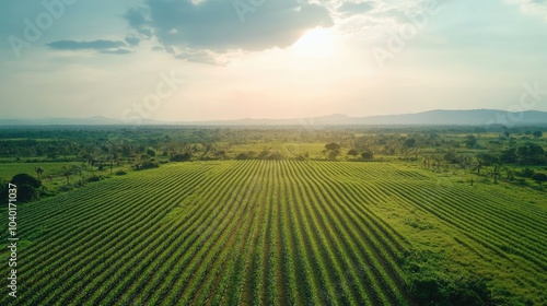 Top view of African fields stretching into the distance, with copy space in the sky