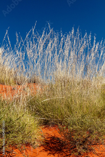 Spinifex grass in seed, red dirt, and a blue sky. photo