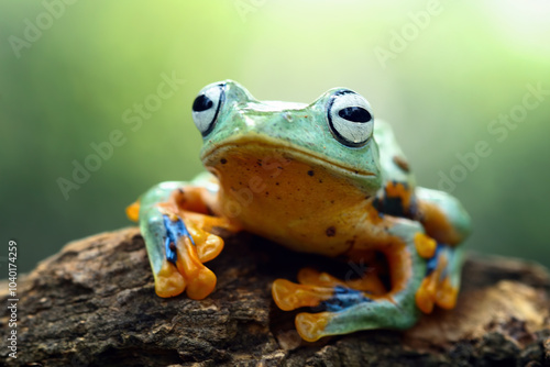 flying tree frog sitting on a branch , Rhacophorus reinwardtii photo