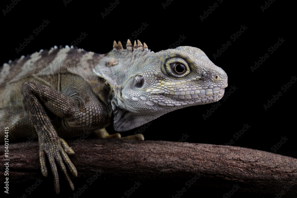 Fototapeta premium hypsilurus magnus forest dragon lizard, isolated on black background