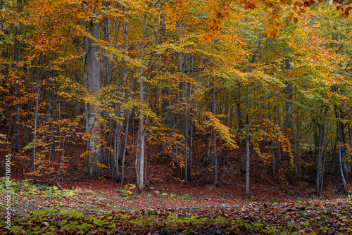 Autumn forest scene with vibrant orange and yellow leaves. The colorful foliage contrasts against the dark trunks, creating a serene and natural landscape. Ideal for nature, autumn, and tranquility th