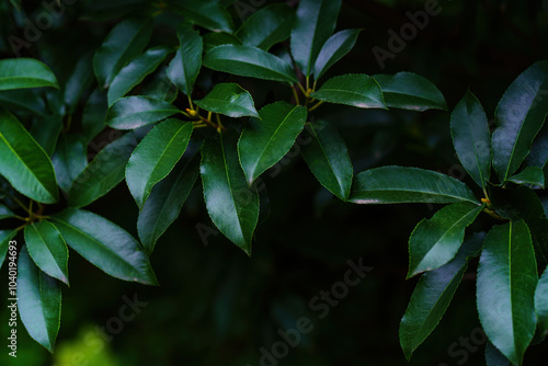 Beautiful and dreamy green leaf background