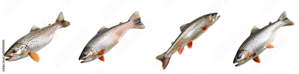 Freshly caught trout with a silver body and red spots, highlighting its vibrant colors. isolated on transparency background Freshly caught trout with a silver body and red spots, highlighting its vibrant colors. isolated on transparency background