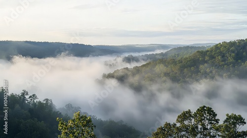 Misty morning valley with green trees and fog.