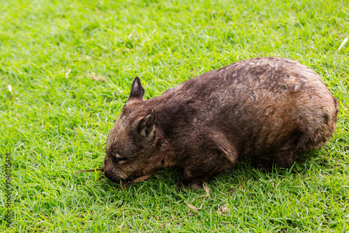 Australian native animal wombat on grass photo