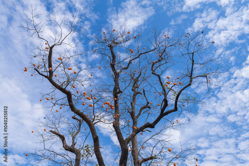 Mature red persimmon on the trees under the autumn sky Mature red persimmon on the trees under the autumn sky