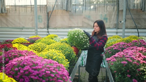 Smiling attractive woman, female gardener taking a flower pot with blooming chrysanthemum flowers and walking through the greenhouse
